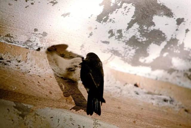 燕窝多少钱一斤，燕窝价格多少一斤（小哥筑屋引燕一个月产5斤燕窝）