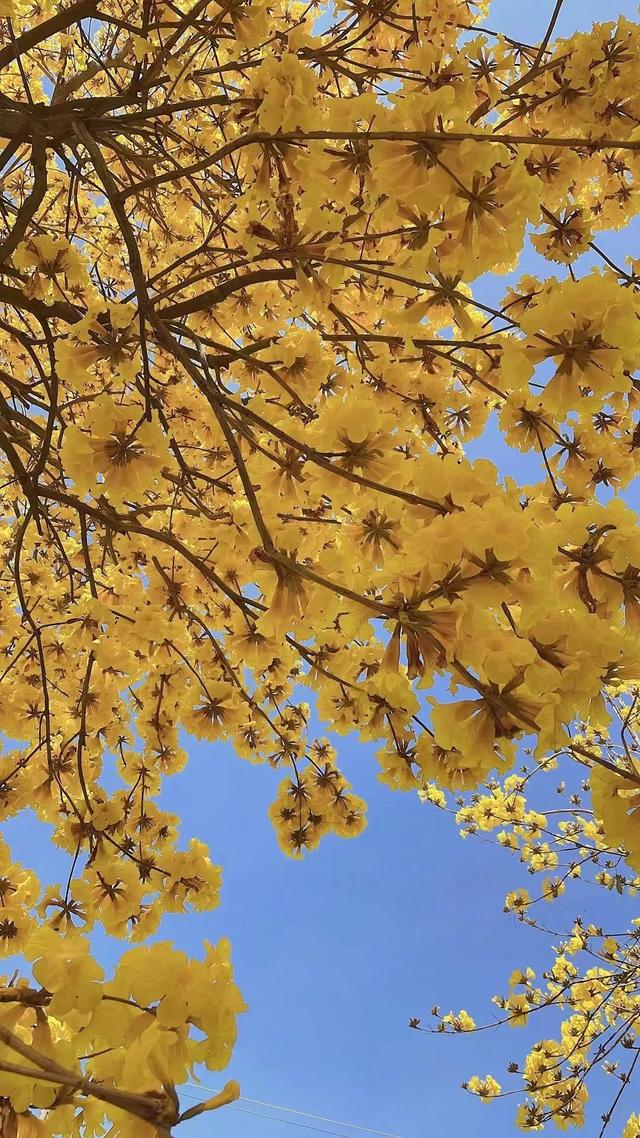 春风不解风情吹动少年的心，春风不解风情吹动少年的心歌词（春风不解风情，吹动了少年的心图片）