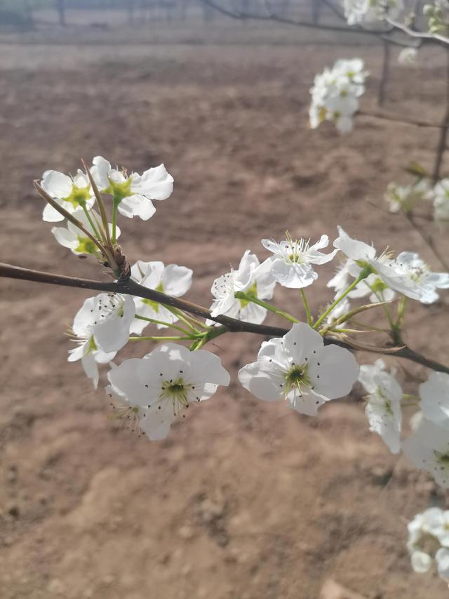 婆婆跟妈妈的区别，婆婆和妈妈的区别（婆婆和妈有区别吗）