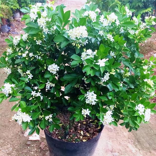 九里香什么时候开花，九里香怎么养才能开花（夏天“最香的”6种花）