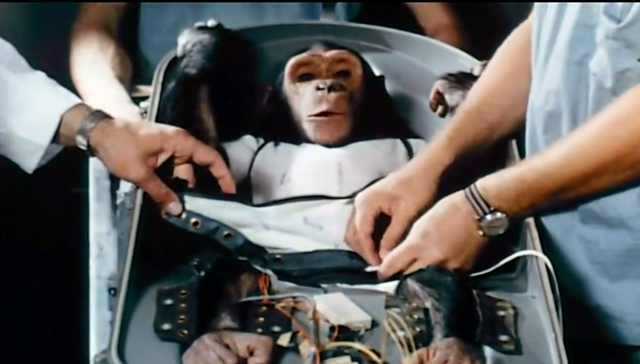 猩猩的寿命，野生大猩猩的寿命（一只黑猩猩被美国送上太空）