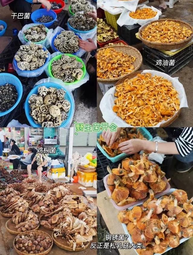 云南最好吃的野生菌在哪，中国最浪漫城市非她莫属