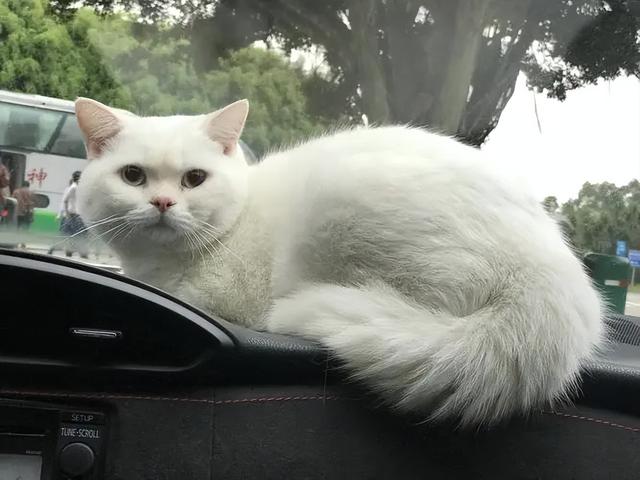 上海宠物猫领养，卖猫平台有哪些（上海宠物猫领养网）