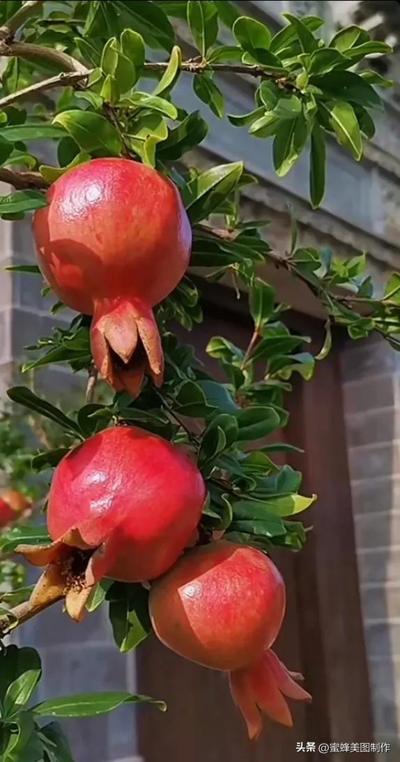 四个季节各有什么水果和蔬菜，四个季节各有什么水果和蔬菜和水果（60张水果蔬菜壁纸美图）