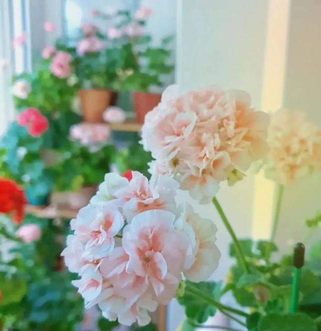 春天开的常见的花，春天开的常见的花图片（超齐全的播种时间表）