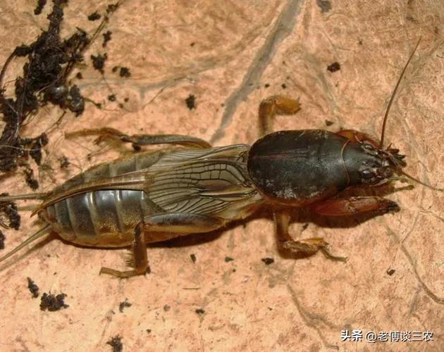 蝼蛄是益虫还是害虫，蝼蛄是益虫还是害虫吃什么（腊月卖到100元一斤）