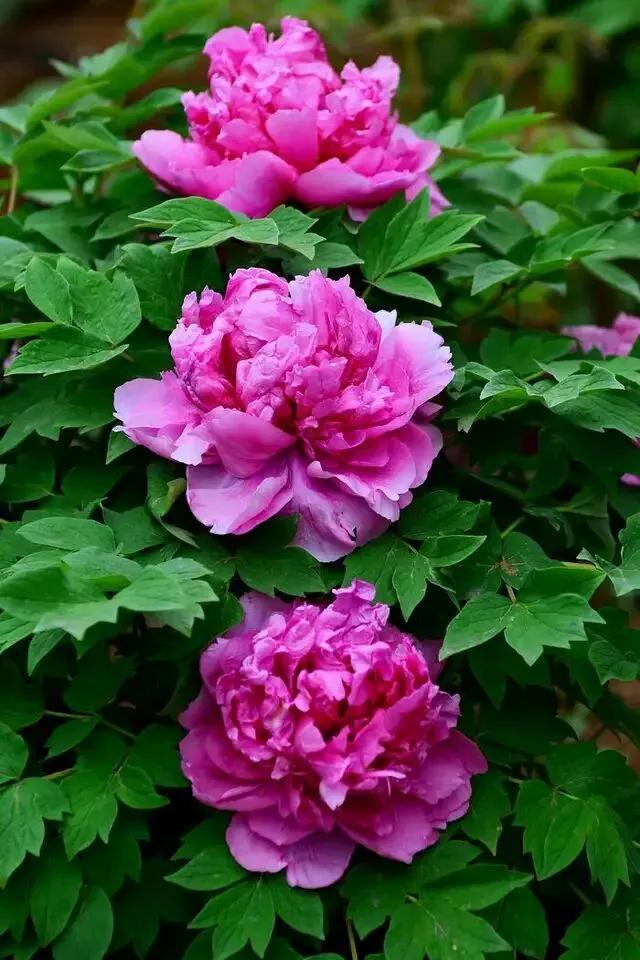 夸赞女人漂亮的句子，夸女人的美言佳句（女人如花，绚烂绽放，活出精彩）