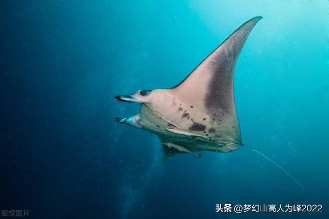 蝠鲼和鳐鱼的区别，蝠鲼和魟鱼什么区别（鳐鱼和蝠鲼的外形特征、生活习性、分布范围、药用价值以及区别）