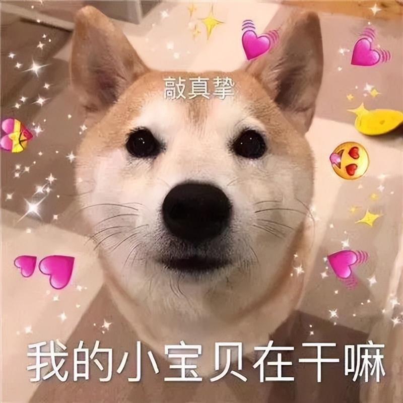 跑犬价格多少钱 跑犬是啥意思