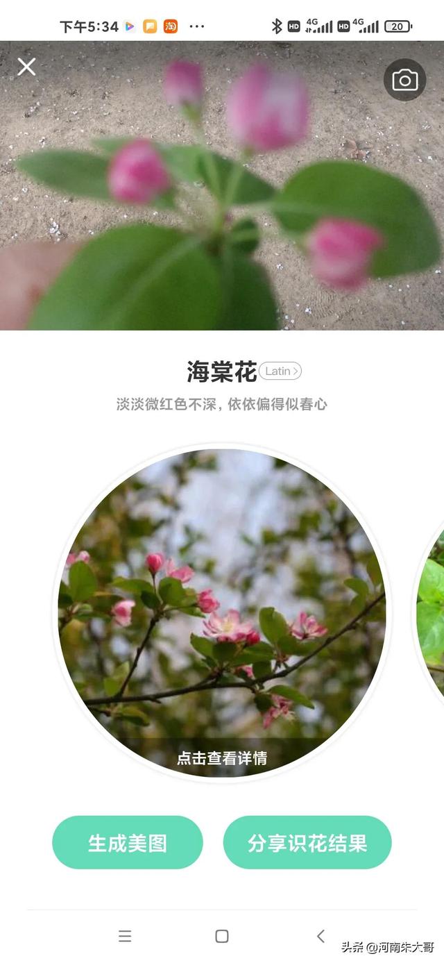 海棠花什么时候开，海棠花有多少种品种（在中国华北是3月中下旬的事情）