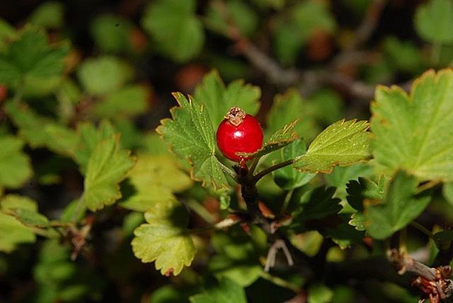 中国稀有水果，中国稀有水果名称大全（盘点世界上最稀有的6种水果）