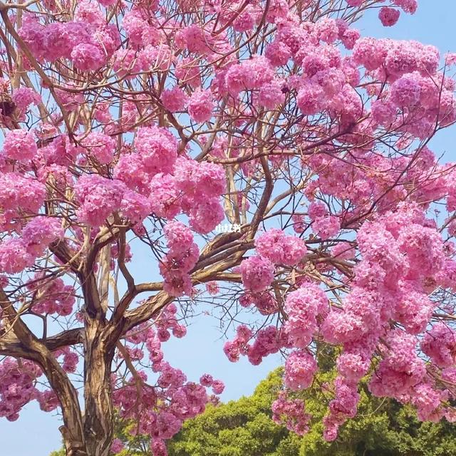 紫花风铃木可以盆栽吗，紫花风铃木北方能成活吗（分享——紫花风铃木）