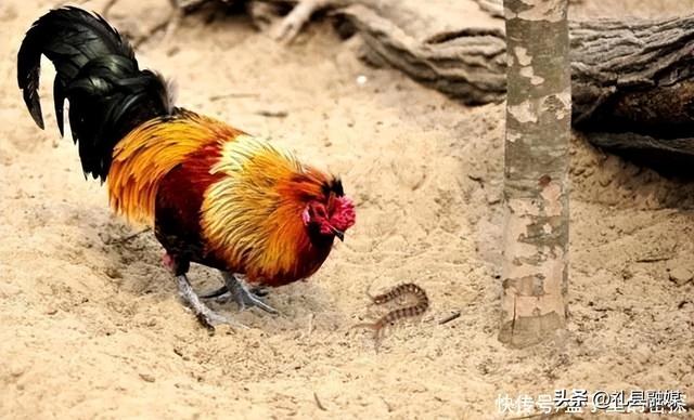 蜈蚣和蛇的毒哪个厉害，为什么身为五毒之一的蜈蚣