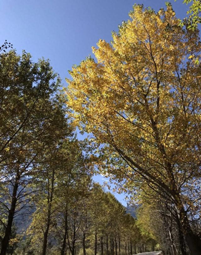 Day141|八一镇——巴河镇