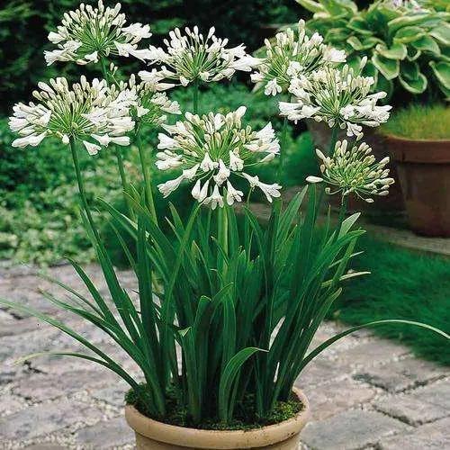 鲜花的花语和花的数目的寓意，鲜花数量的寓意（100种迷人的“数字花”）