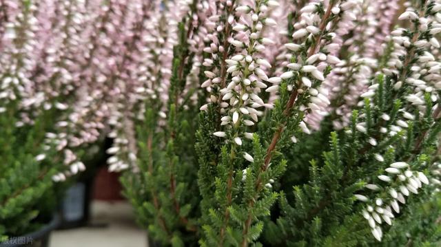 冬天种什么花好养活，冬天什么花好养活北方室内（冻不死的花草清单）