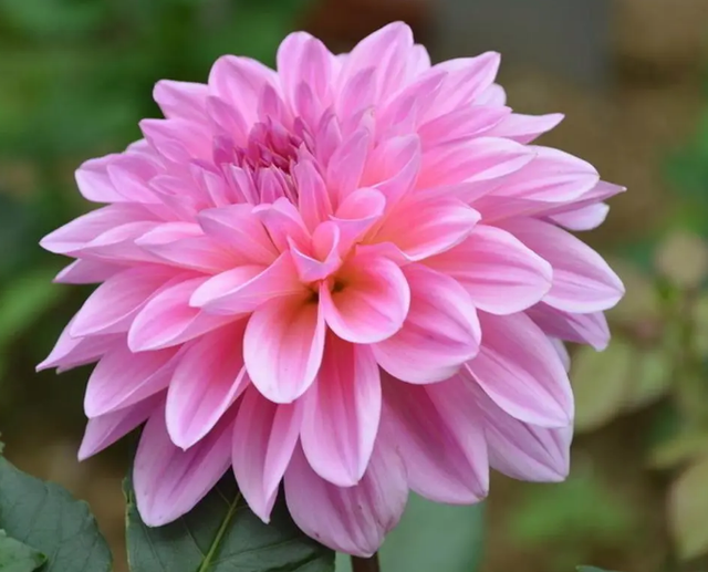 六月开什么花，六月开什么花图片（这几种在6月盛开的花）