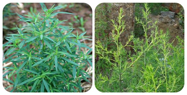 有哪些野菜可以吃，有哪些野菜可以吃视频播放（120种野菜介绍）