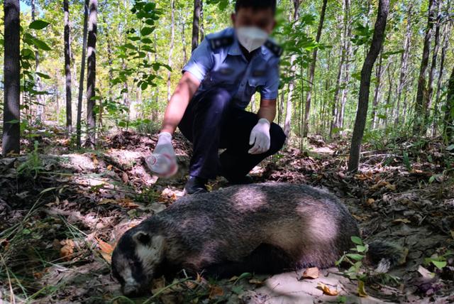 獾子人工养殖图片