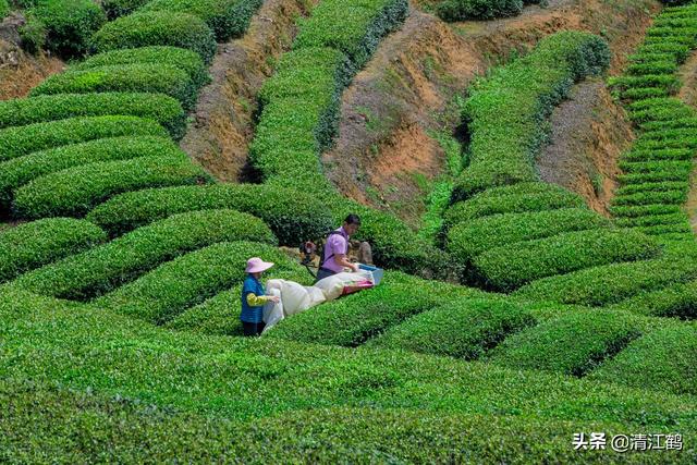 青茶有哪些品种，青茶的主要品种（长饮青茶有哪些好处）