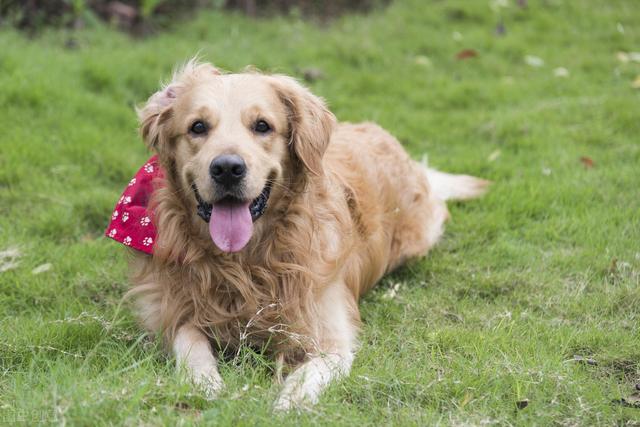 成年金毛多少斤，金毛成年体长多少厘米（生活变化太大了）