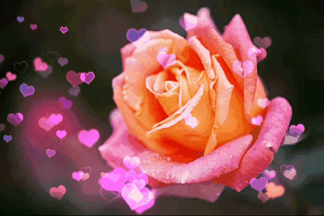 999朵玫瑰，送你999朵动态玫瑰花（999朵玫瑰邰正宵）