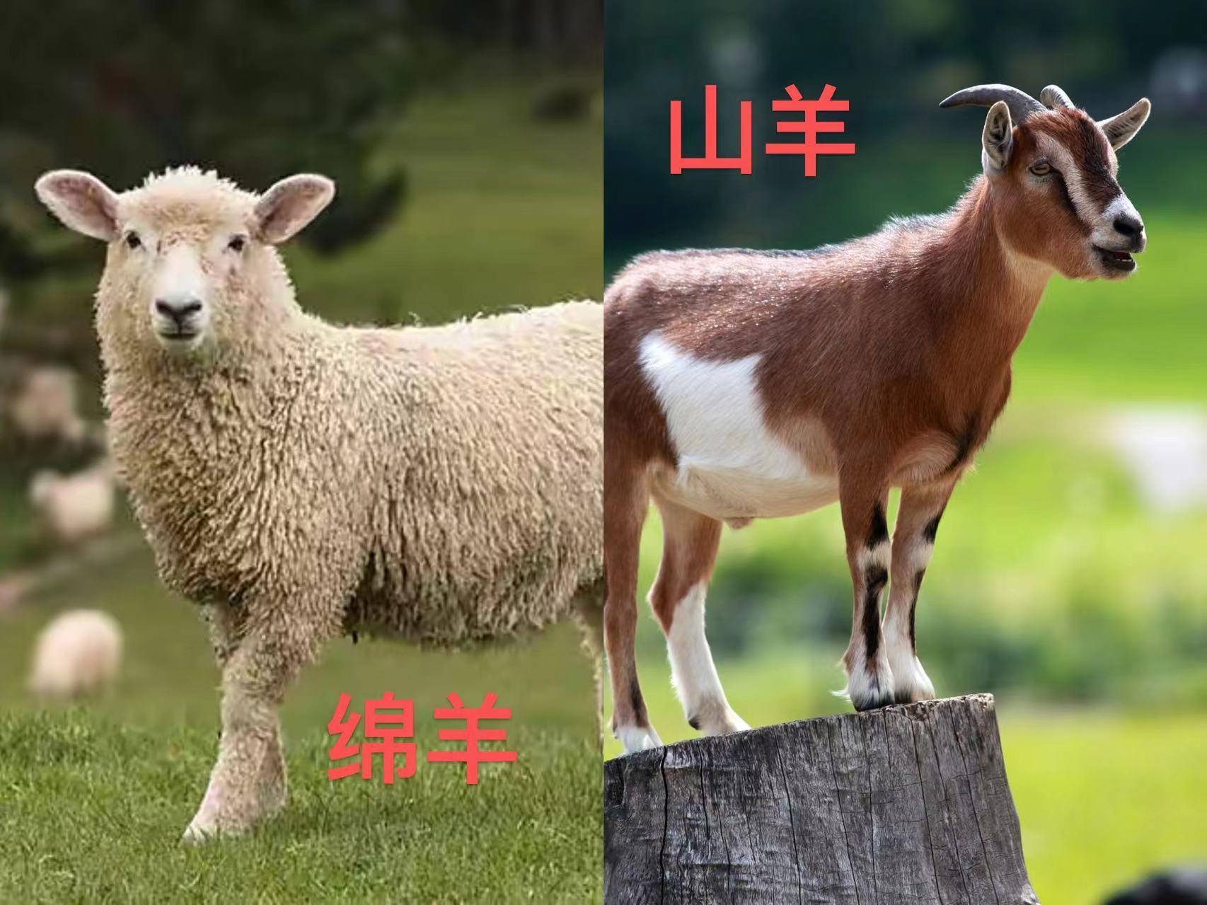 山羊的特点，黑波尔山羊的特点（要区别“绵羊”和“山羊”）