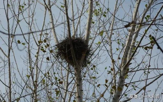 怎样做鸟窝，怎样做鸟窝,怎样用树枝做个鸟窝（下雨天鸟类要如何避雨）