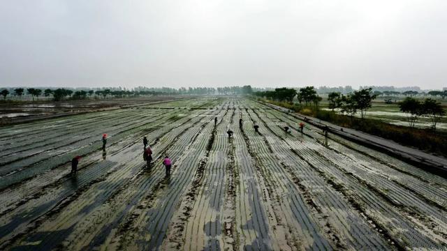 岗埠农场已建成高标准农田面积，建功新时代——“首农杯”喜迎党的二十大摄影大赛作品选登