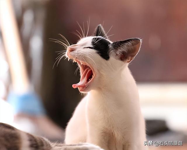 猫一直叫个不停是怎么回事，猫咪一直叫个不停是怎么回事（猫咪一直叫是怎么回事）