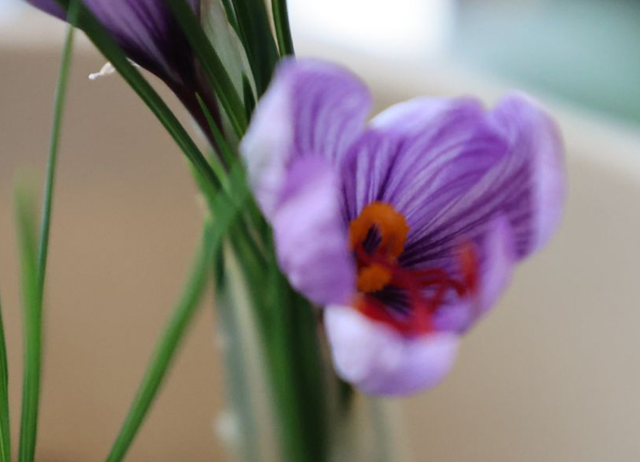 耐阴草坪品种有哪些，耐阴草坪品种有哪些名字（草坪花卉有很多）