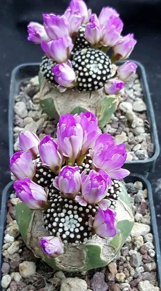 仙人掌开花图片，八种开花勤快的仙人掌植物（40多种罕见的仙人掌开花图）