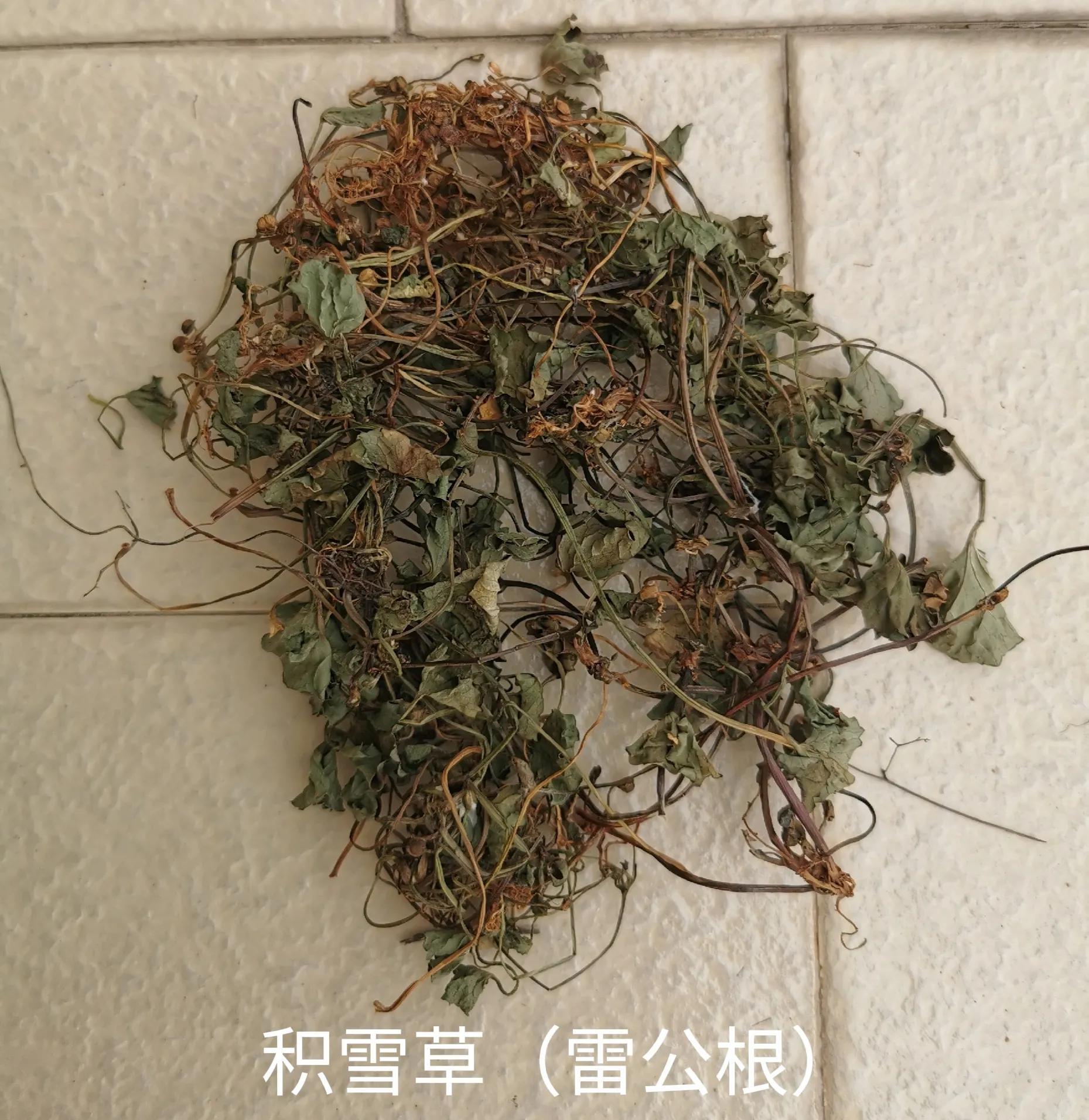 雷公根的作用(积雪草药膳) - 行就行