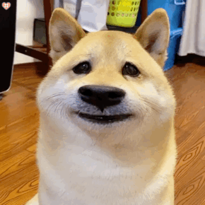 恐怖微笑狗图片，恐怖微笑狗图片 原图（狗界这几种出了名的“胆小鬼”）