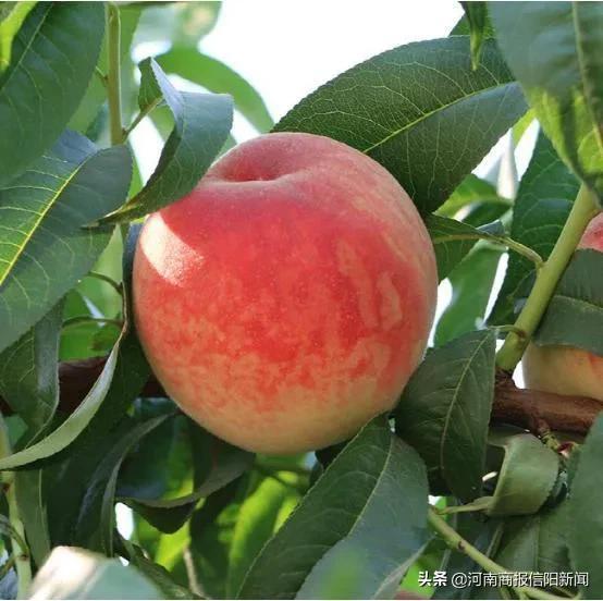 信阳直播带货怎么做招商信息，信阳直播带货平台？