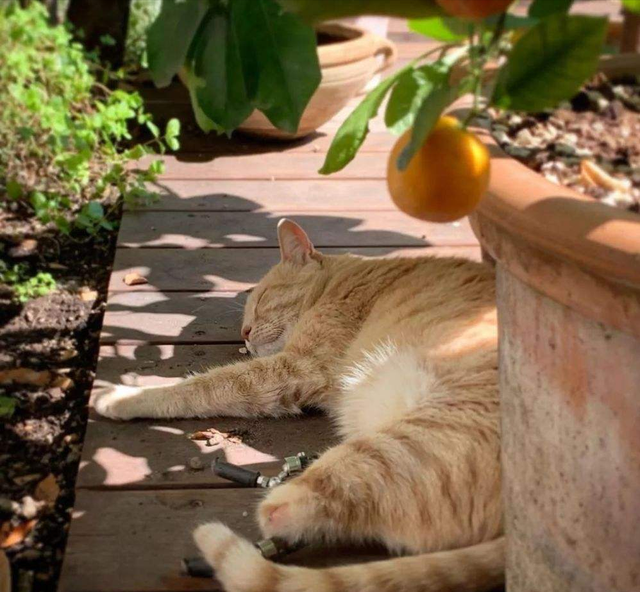 猫的寿命一般有多长，猫的寿命一般有多长时间（这到底是为什么）