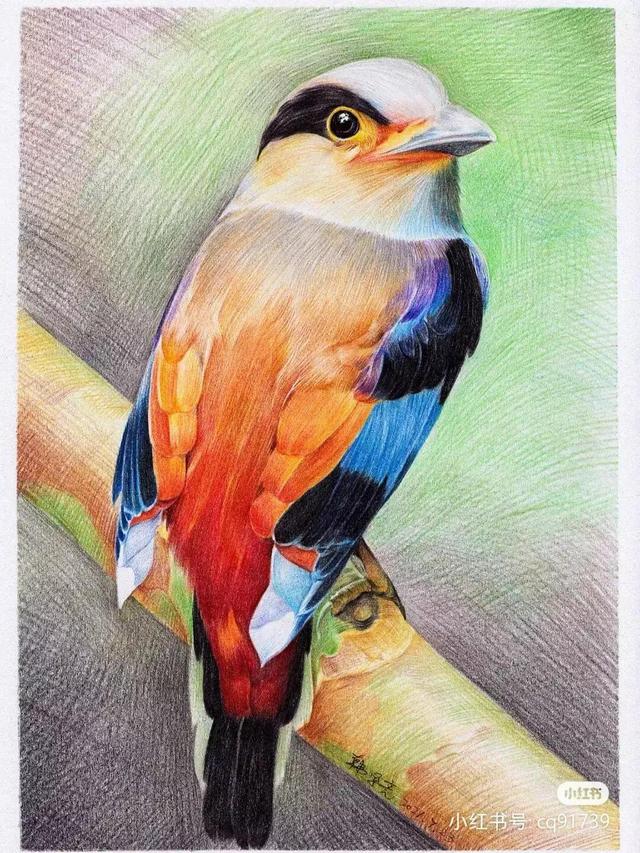 小鸟怎么画简单又好看，小鸟怎么画简单（彩铅绘画素材—身披彩翼）