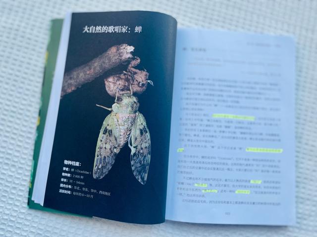 昆虫记内容简介，昆虫记内容简介50字（《昆虫记》是孩子必读书）