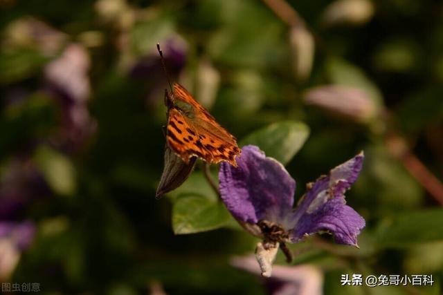 蝴蝶生活习性，蝴蝶王国（蝴蝶的生活环境和特点）