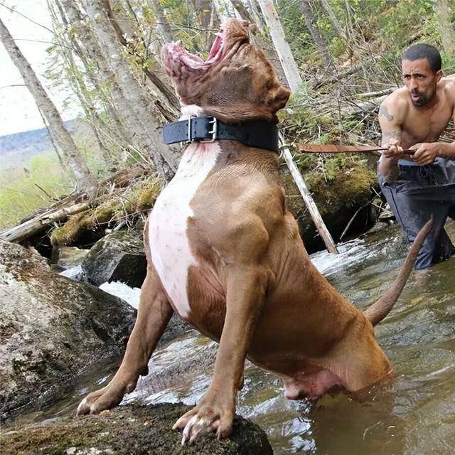 大型宠物犬品种大全，宠物大型犬品种大全（盘点6种被“禁养”的大型猛犬）