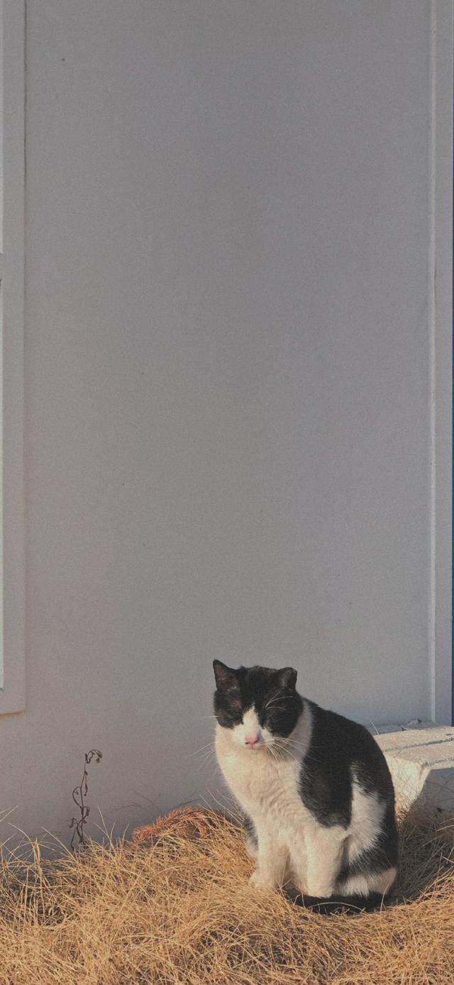 简短走心的文字背景图 怪我没有见过玫瑰，所以对野花情有独钟，最走心的图片文字（那一些念念不忘却没有回响的文案）