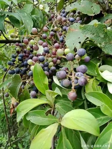 清明节山上的野果，端午节山上的野果（80后90后吃过几种）