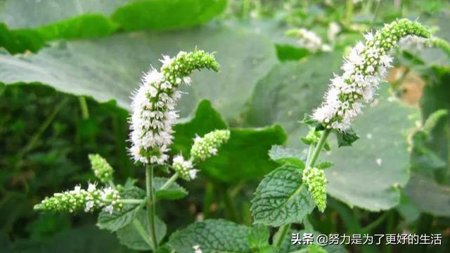 薄荷花的花语是什么，那些令人惊艳的花语
