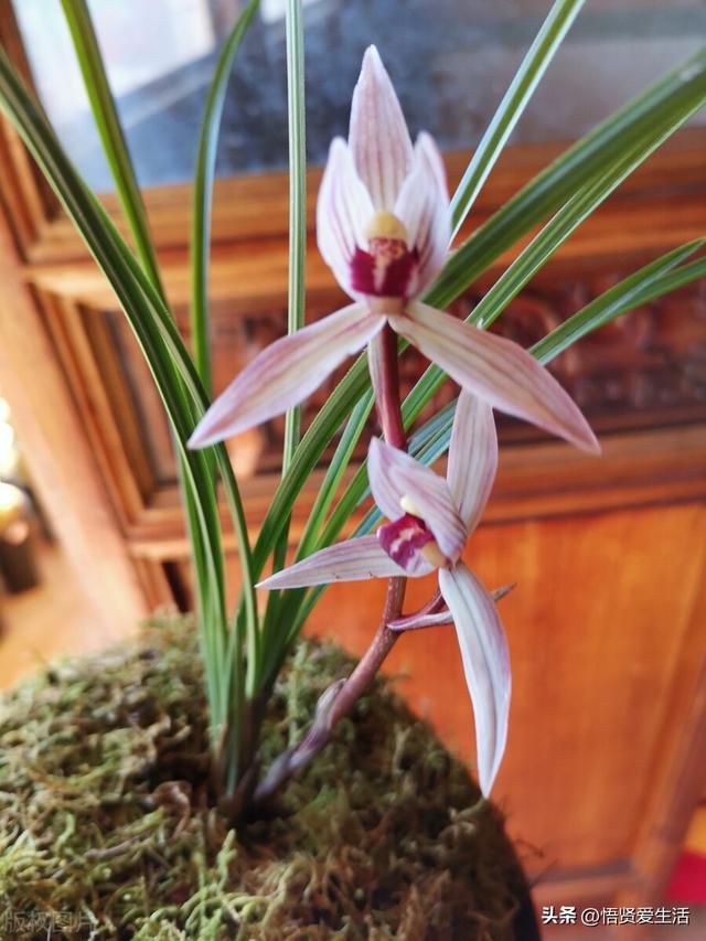 十大最香兰花品种，11种难得一见的名贵兰花