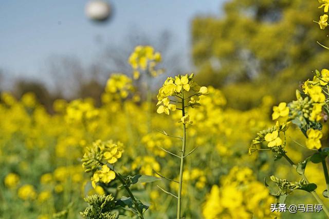 杭州有哪些景区比较值得去，杭州必去十大景区（让你领略自然和人文双重景致）
