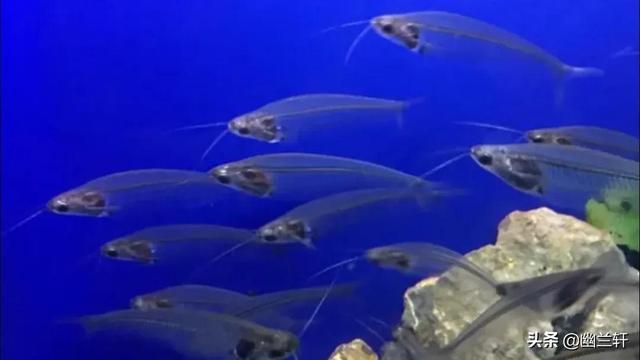 假如我是一条鱼，假如我是一条鱼作文300字（假如我是一条鱼作文300字三年级）