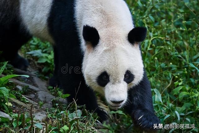 大熊猫优秀作文450字，国宝大熊猫-关于动物的作文450字（三年级语文下册习作7《国宝大熊猫》范文）