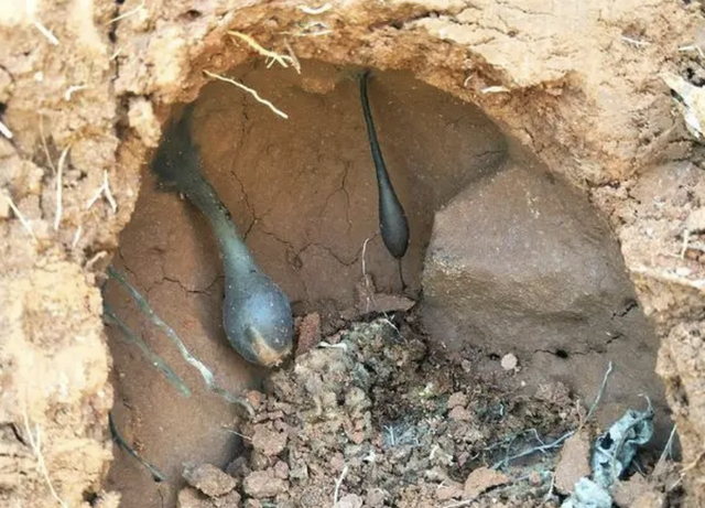 泥土最珍贵，泥土最珍贵阅读理解及答案（如今90元一两有人买）