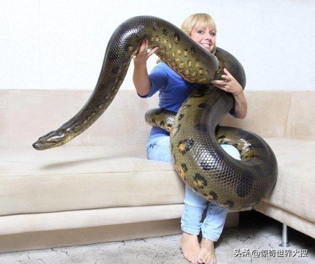 世界上最大的熊，世界上最大的熊是什么熊（25个比你想象中要大的巨物）