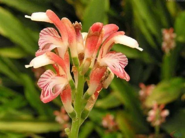 鲜花的花语和花的数目的寓意，鲜花数量的寓意（100种迷人的“数字花”）